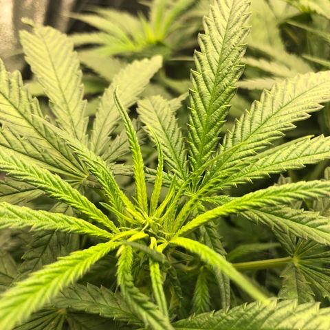 Lemon Skunk x Super Silver Haze growlog timeline photo