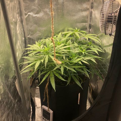 Lemon Skunk x Super Silver Haze growlog timeline photo