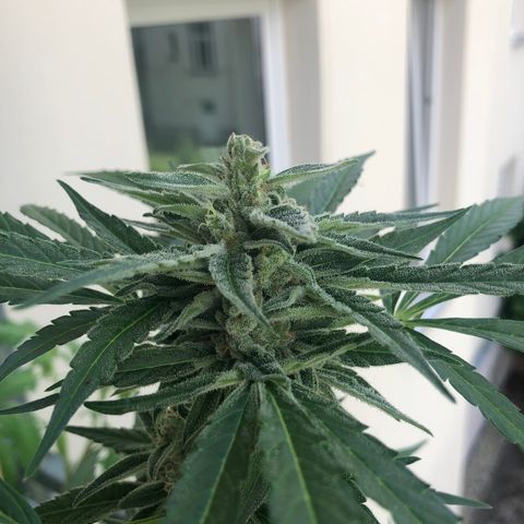 Jack Herer  growlog timeline photo