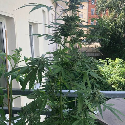 Jack Herer  growlog timeline photo