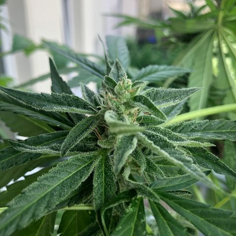 Jack Herer  growlog timeline photo