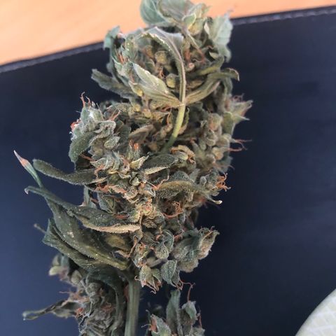 Jacky growlog timeline photo
