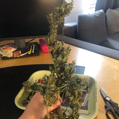 Jacky growlog timeline photo