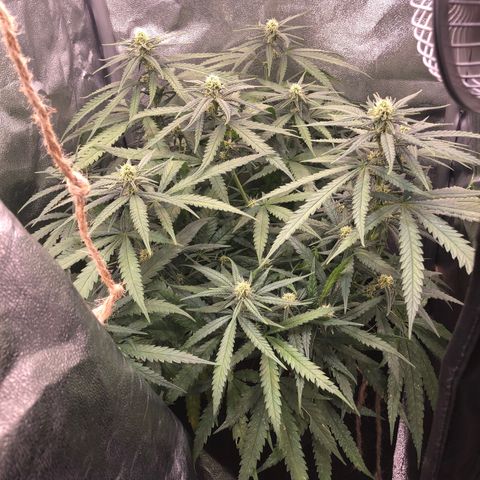 Lemon Skunk x Super Silver Haze growlog timeline photo
