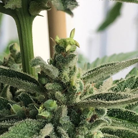 Jack Herer  growlog timeline photo