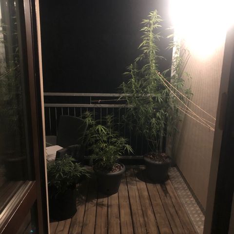Jack Herer  growlog timeline photo