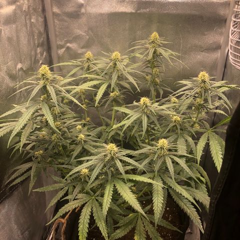 Lemon Skunk x Super Silver Haze growlog timeline photo