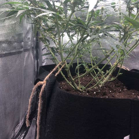 Lemon Skunk x Super Silver Haze growlog timeline photo