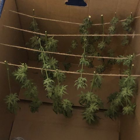 Jack Herer  growlog timeline photo