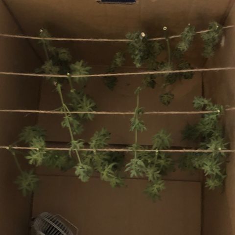 Jack Herer  growlog timeline photo