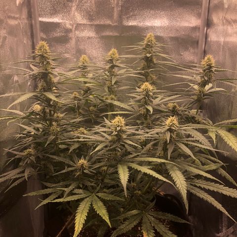 Lemon Skunk x Super Silver Haze growlog timeline photo