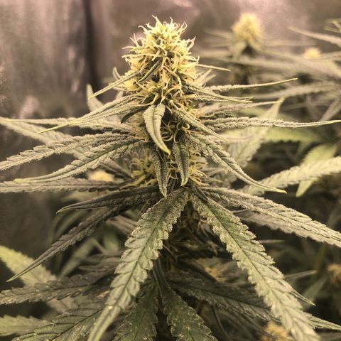 Lemon Skunk x Super Silver Haze growlog timeline photo