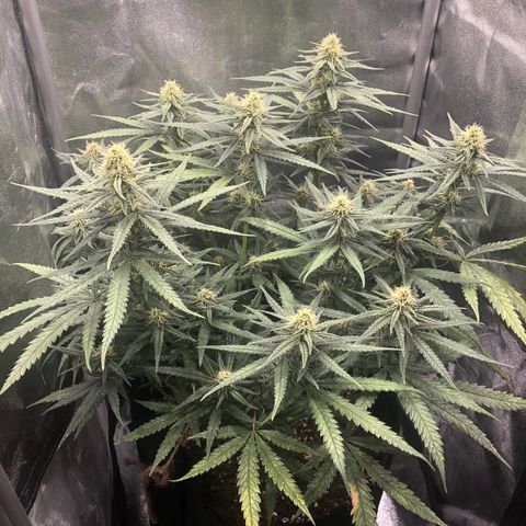 Lemon Skunk x Super Silver Haze growlog timeline photo