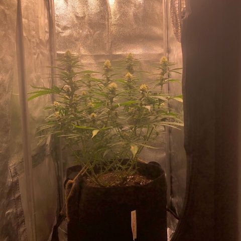 Lemon Skunk x Super Silver Haze growlog timeline photo