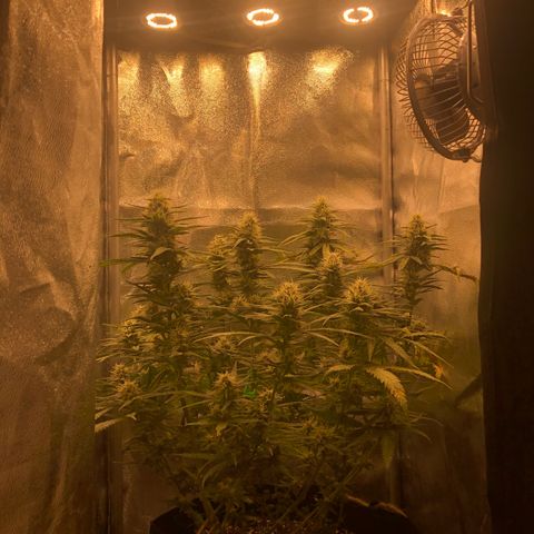 Lemon Skunk x Super Silver Haze growlog timeline photo
