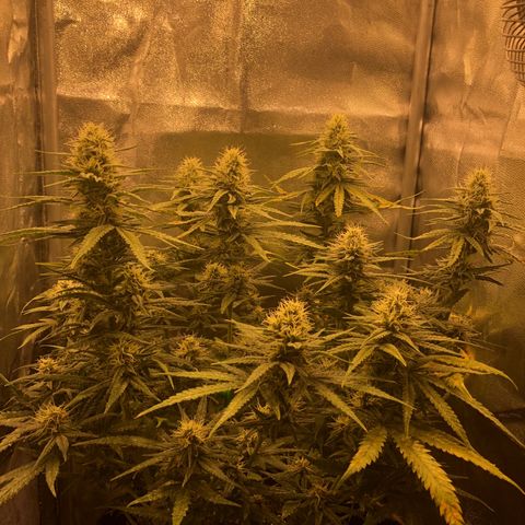 Lemon Skunk x Super Silver Haze growlog timeline photo