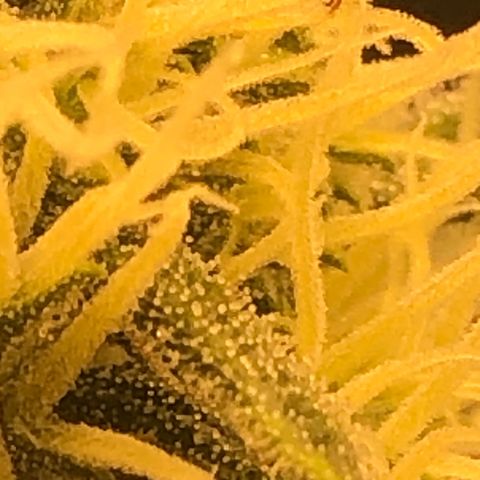 Lemon Skunk x Super Silver Haze growlog timeline photo