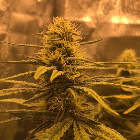 Lemon Skunk x Super Silver Haze growlog timeline photo