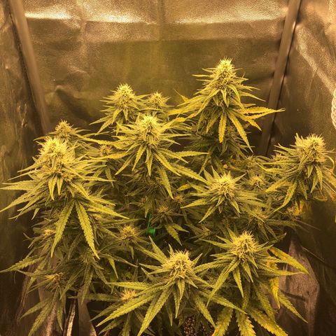 Lemon Skunk x Super Silver Haze growlog timeline photo