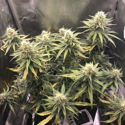 Lemon Skunk x Super Silver Haze growlog timeline photo