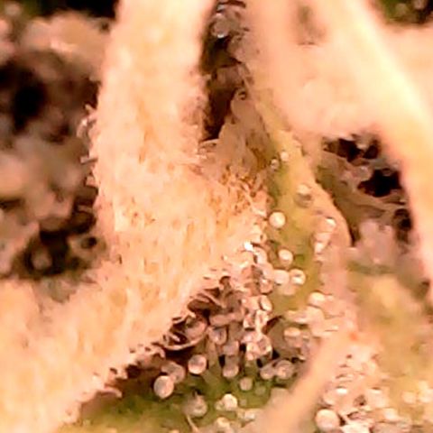 Lemon Skunk x Super Silver Haze growlog timeline photo
