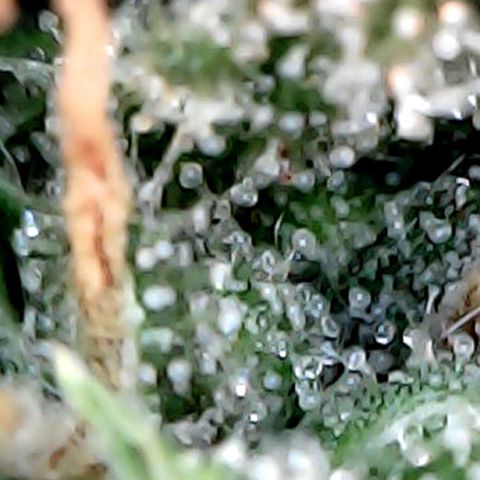 Lemon Skunk x Super Silver Haze growlog timeline photo