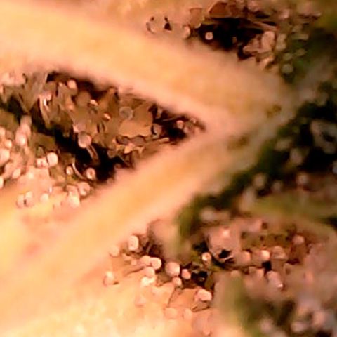 Lemon Skunk x Super Silver Haze growlog timeline photo