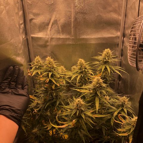 Lemon Skunk x Super Silver Haze growlog timeline photo