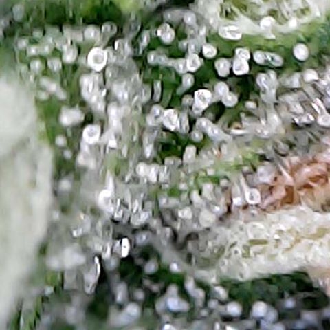 Lemon Skunk x Super Silver Haze growlog timeline photo