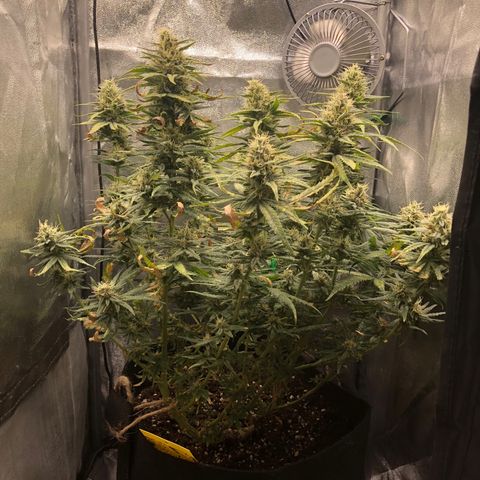 Lemon Skunk x Super Silver Haze growlog timeline photo