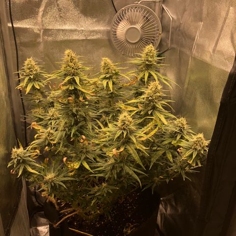 Lemon Skunk x Super Silver Haze growlog timeline photo