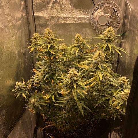 Lemon Skunk x Super Silver Haze growlog timeline photo