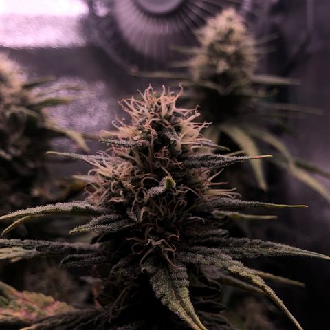 Lemon Skunk x Super Silver Haze growlog timeline photo