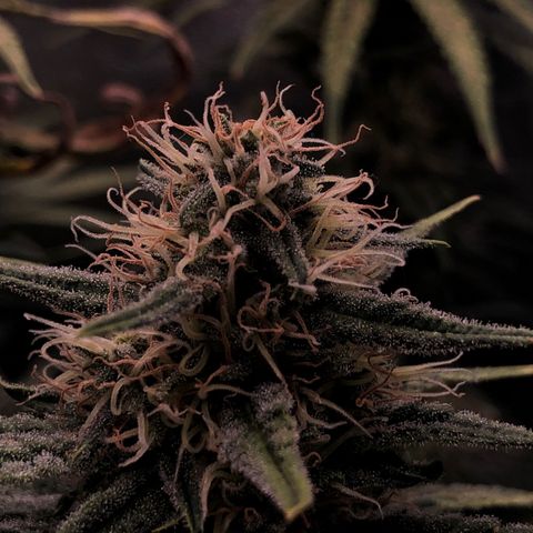 Lemon Skunk x Super Silver Haze growlog timeline photo