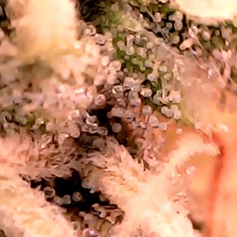Lemon Skunk x Super Silver Haze growlog timeline photo