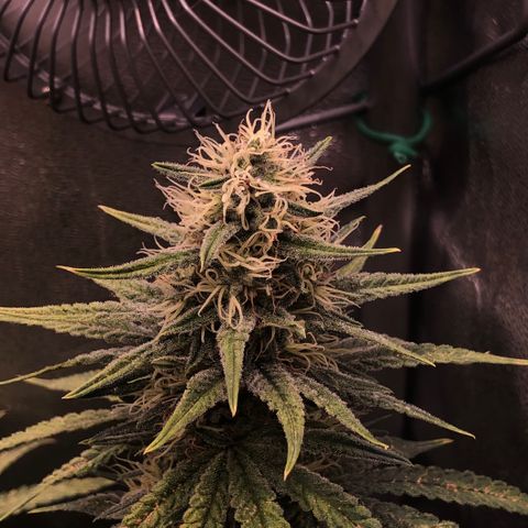 Lemon Skunk x Super Silver Haze growlog timeline photo