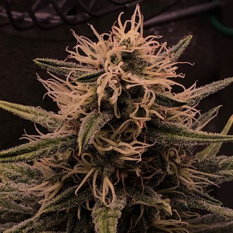 Lemon Skunk x Super Silver Haze growlog timeline photo