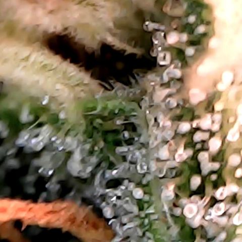 Lemon Skunk x Super Silver Haze growlog timeline photo