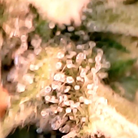 Lemon Skunk x Super Silver Haze growlog timeline photo