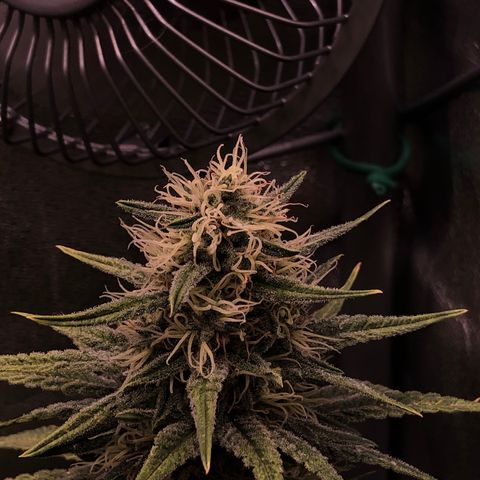Lemon Skunk x Super Silver Haze growlog timeline photo