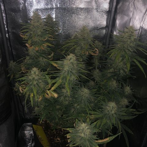 Lemon Skunk x Super Silver Haze growlog timeline photo