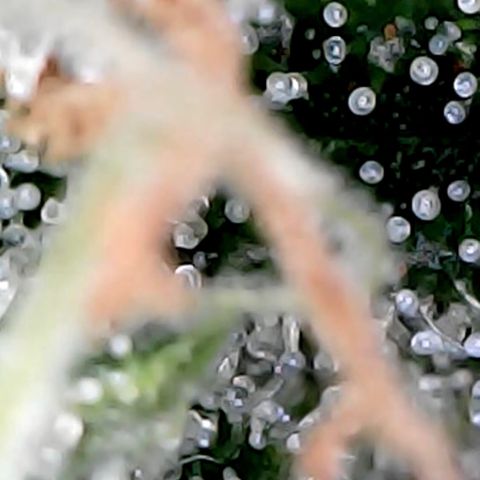 Lemon Skunk x Super Silver Haze growlog timeline photo