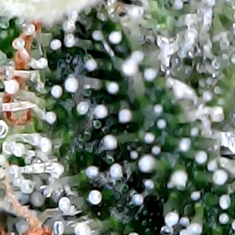 Lemon Skunk x Super Silver Haze growlog timeline photo