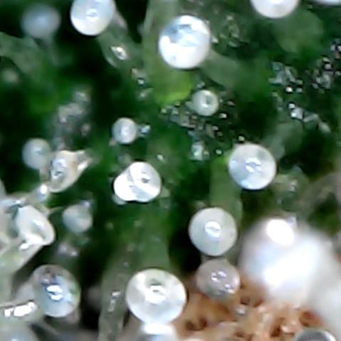 Lemon Skunk x Super Silver Haze growlog timeline photo