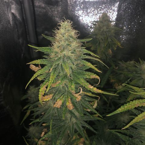 Lemon Skunk x Super Silver Haze growlog timeline photo