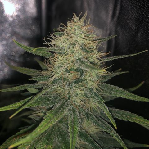 Lemon Skunk x Super Silver Haze growlog timeline photo