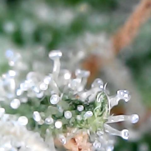 Lemon Skunk x Super Silver Haze growlog timeline photo