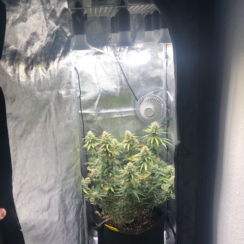Lemon Skunk x Super Silver Haze growlog timeline photo