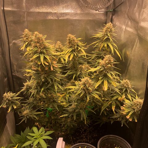 Lemon Skunk x Super Silver Haze growlog timeline photo