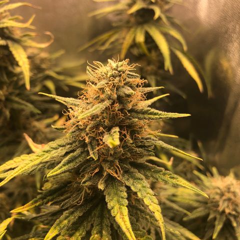 Lemon Skunk x Super Silver Haze growlog timeline photo